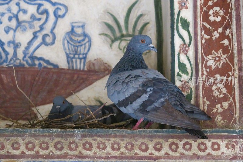 一对野生家鸽栖息/筑巢在公共印度寺庙的特写图像，雄性，雌性/公鸡母鸡鸽子照片的眼睛，喙，脚，腿，健康的白色鼻子，肮脏的粪便鸟类控制，野生灰鸽鸽害虫控制鸟巢